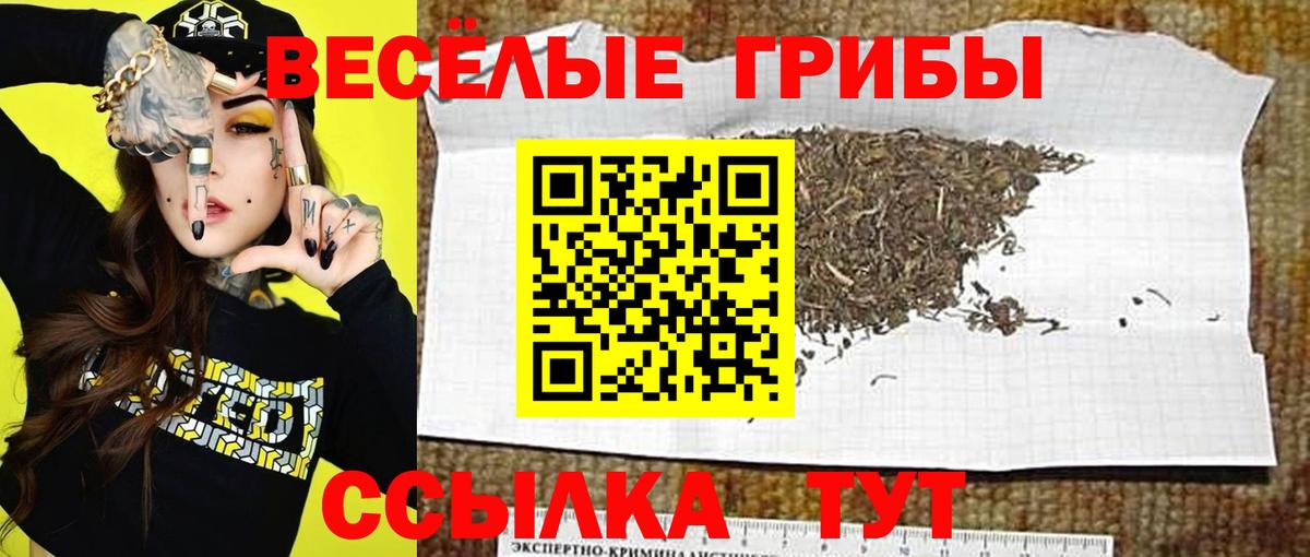 Псилоцибиновые грибы Cubensis Будённовск